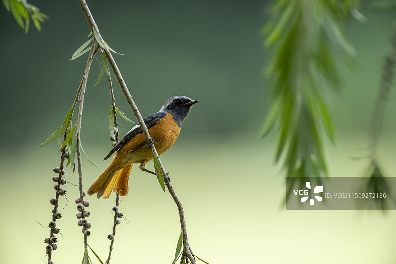 千串红树上的北红图片素材