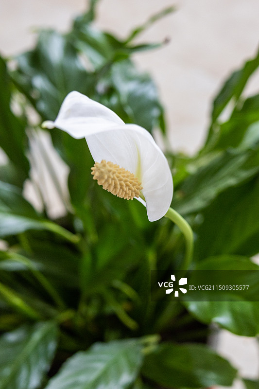 一片白色的花白掌图片素材