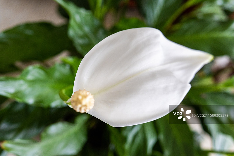 一片白色的花白掌图片素材