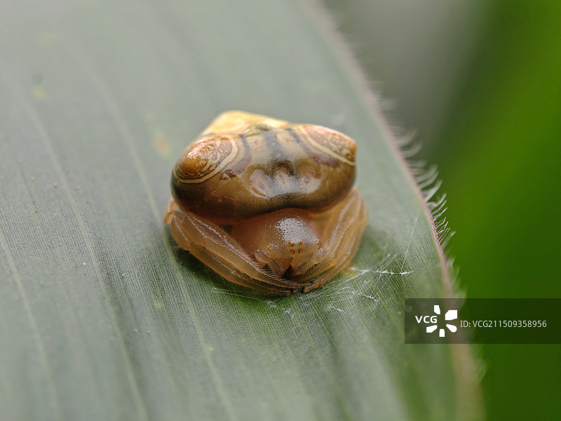 大鸟粪蛛图片素材