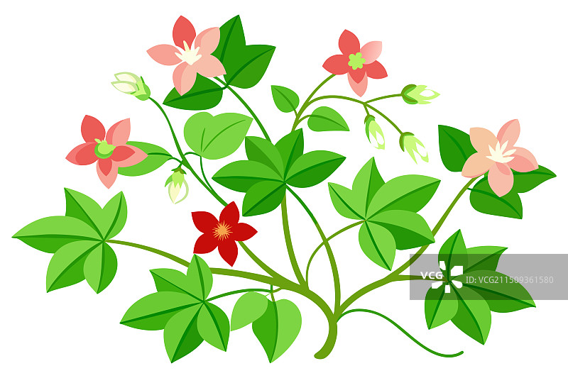 白色背景上的紫薇花图片素材