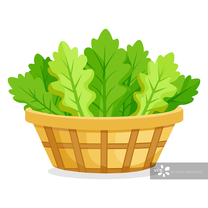 篮子里的芥菜绿叶蔬菜图片素材