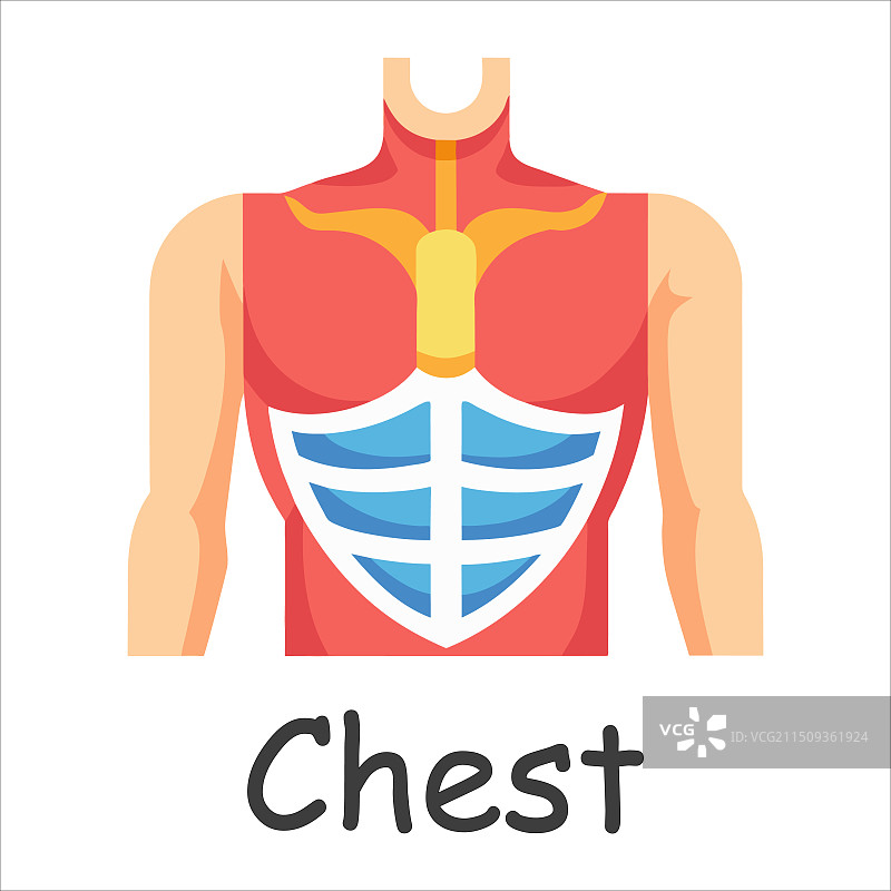 人体胸部结构平面图图片素材