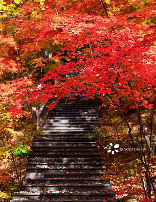 辽宁本溪桓仁枫林谷的枫叶图片素材