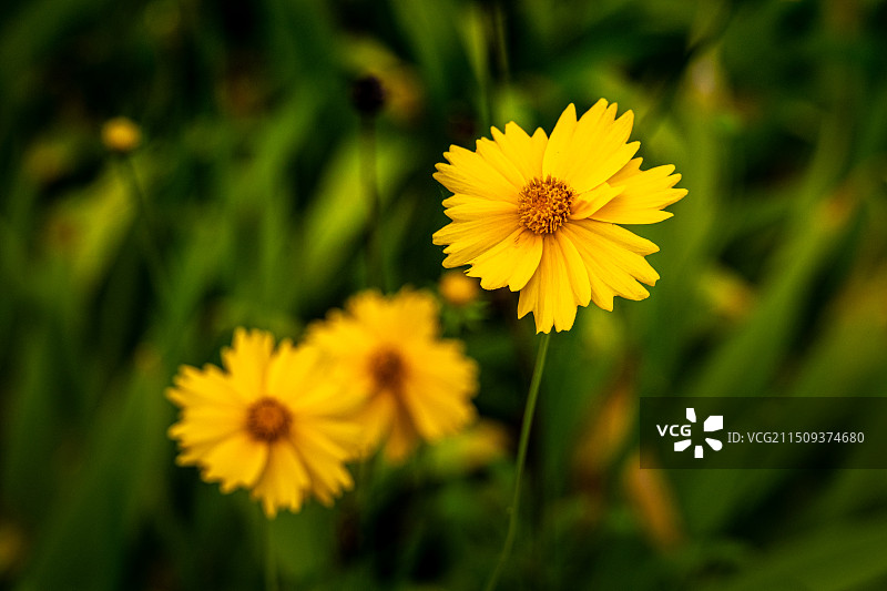 黄雏菊植物野外特写图片素材