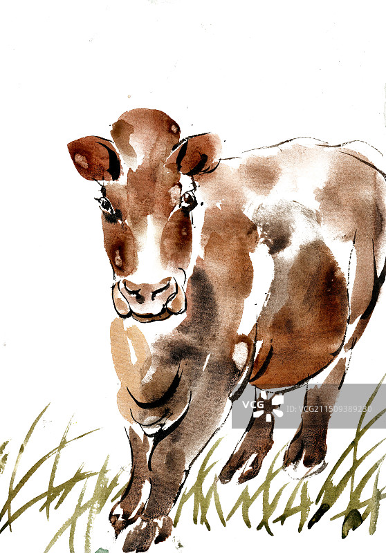 草地上的黄牛图片素材