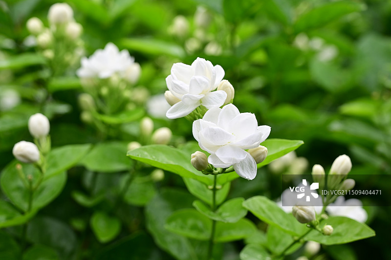 花田，洁白的茉莉花挂着小水珠，显得分外美丽图片素材