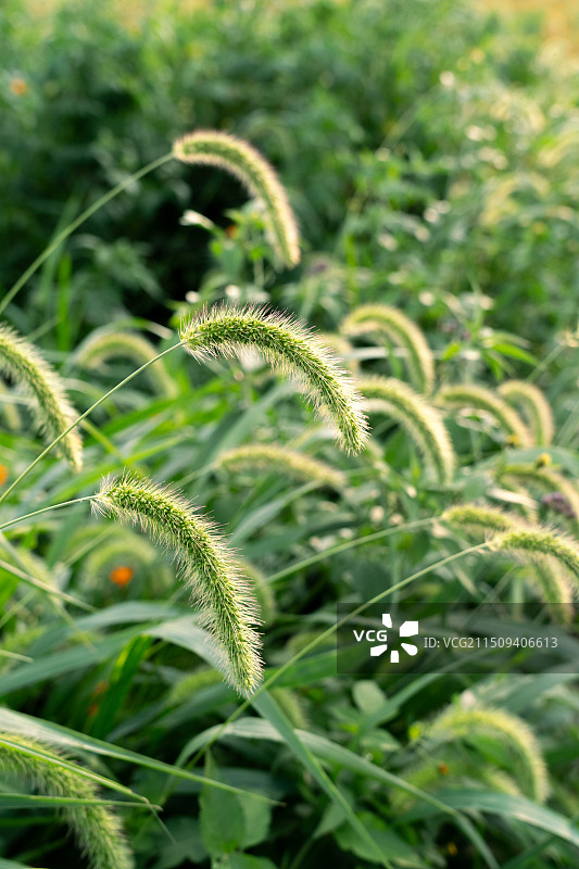 日落映照下的狗尾草图片素材