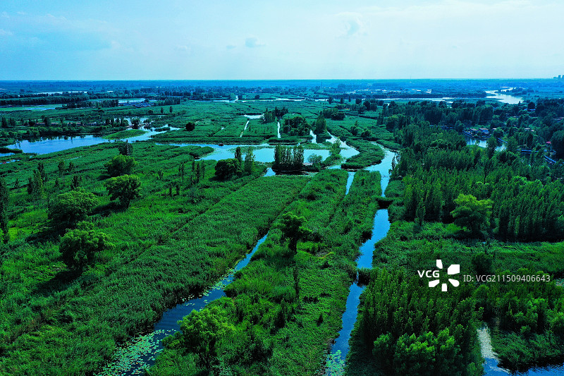 蓝天白云湖水蓝。荷花芦苇蛙声甜郭里口图片素材