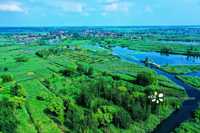 蓝天白云湖水蓝。荷花芦苇蛙声甜郭里口图片素材
