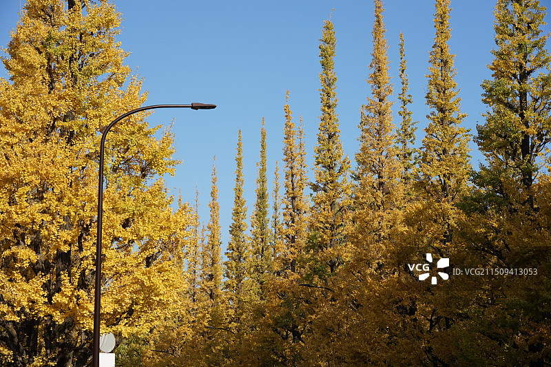 日本东京 明治神宫外苑 秋色 银杏树图片素材