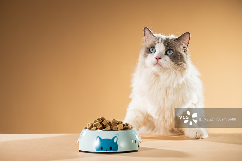 吃猫粮的布偶猫图片素材