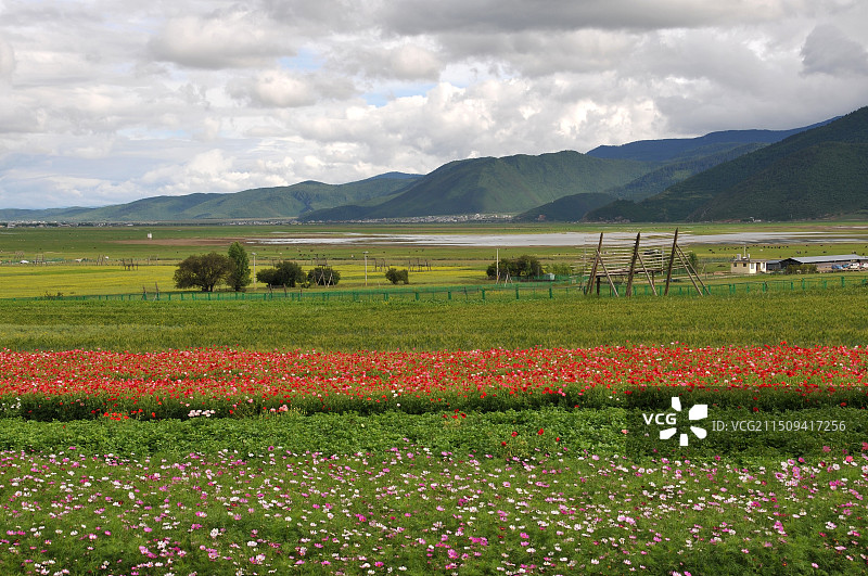 迪庆依拉草原图片素材