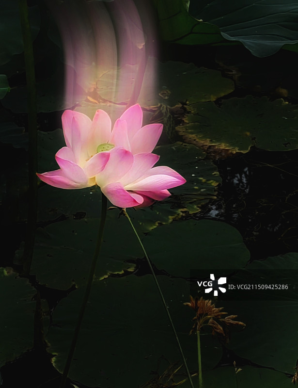 灵魂出窍之荷花图片素材