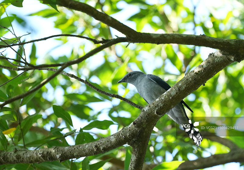 暗灰鹃鶋图片素材
