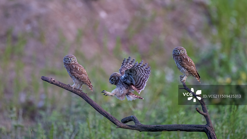 纵纹腹小鸮，三兄弟图片素材