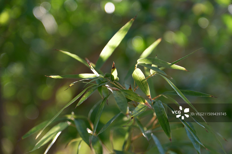 光影下的竹叶图片素材