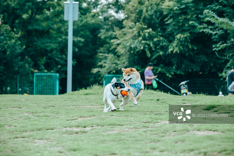 宠物狗狗图片素材