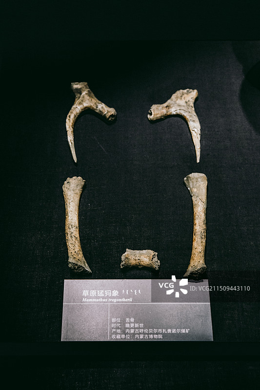 位于呼和浩特的内蒙古博物院的晚更新世草原猛犸象舌骨化石图片素材