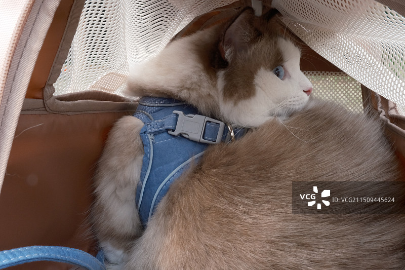 猫包里的布偶猫特写图片素材