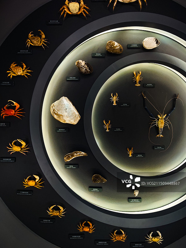 西溪湿地博物馆虾蟹贝类标本图片素材