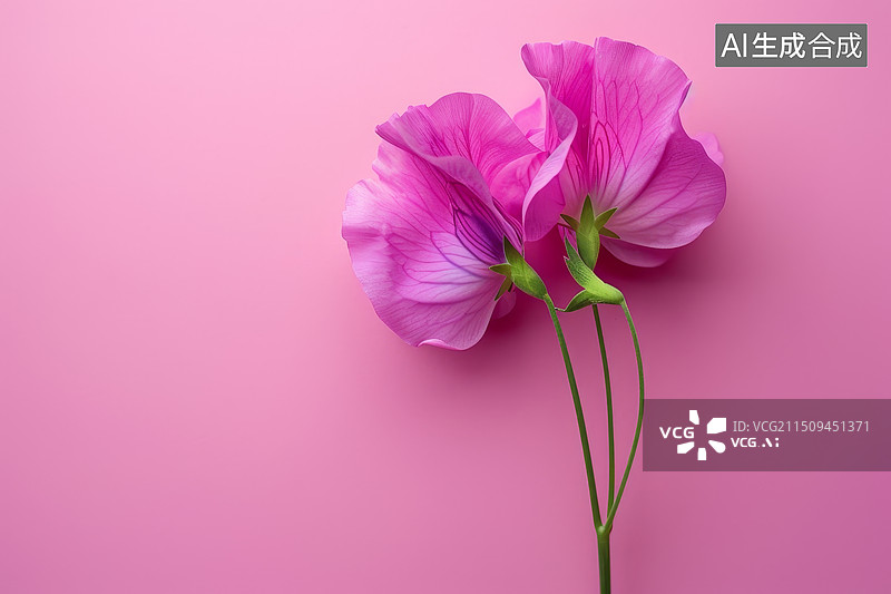 【AI数字艺术】粉色背景单支粉蝶花图片素材