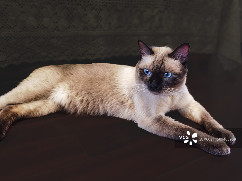 "虎视眈眈"暹罗猫肖像特写图片素材