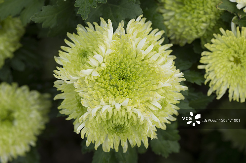 绿色的菊花图片素材