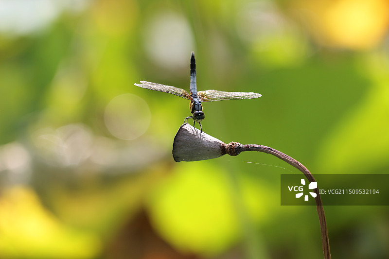 倒立蜻蜓图片素材