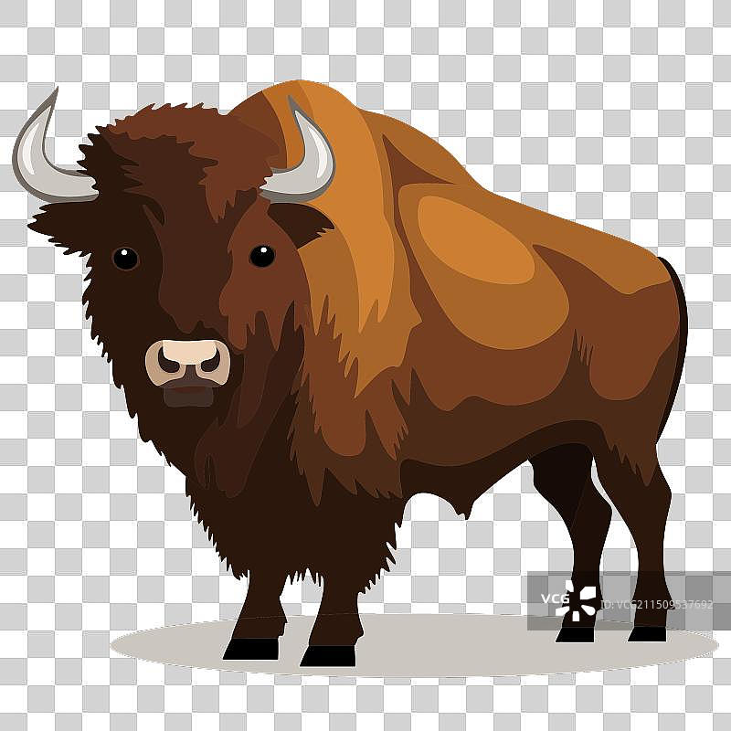 欧洲野牛：濒危物种红色名录动物图片素材