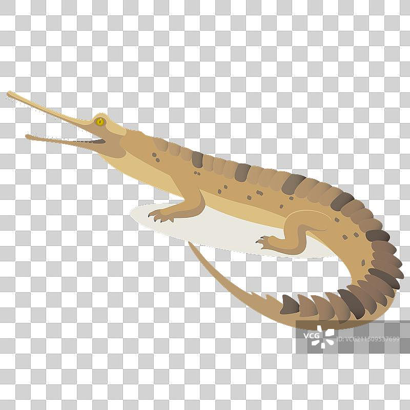 恒河鳄：最稀有的鳄鱼之一图片素材