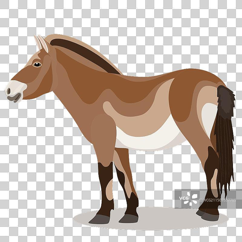 普氏野马：一种濒危野生马图片素材