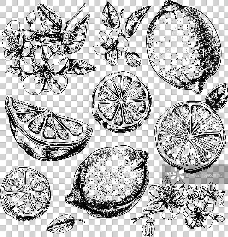 柠檬花叶墨水素描图片素材