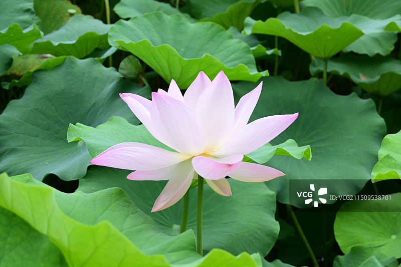 夏季荷塘里的荷花特写图片素材