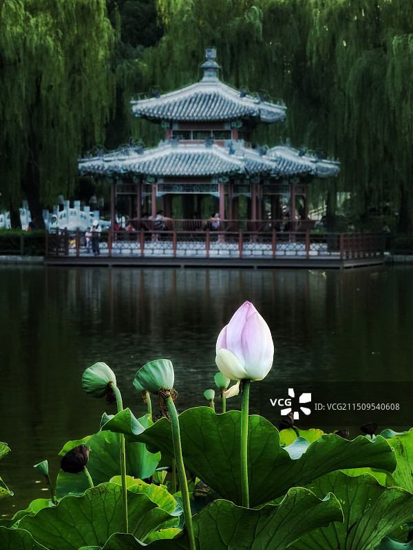 北京陶然亭公园~荷花池图片素材