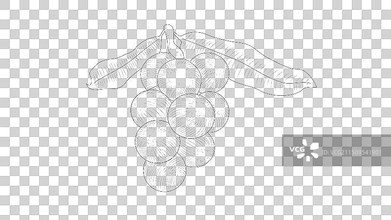 夏威夷果线描图片素材
