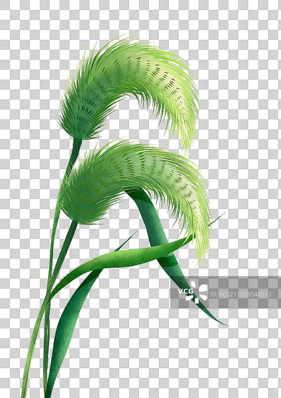 狗尾巴草图片素材