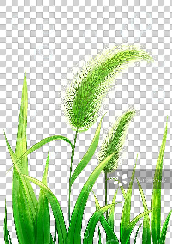 狗尾巴草图片素材