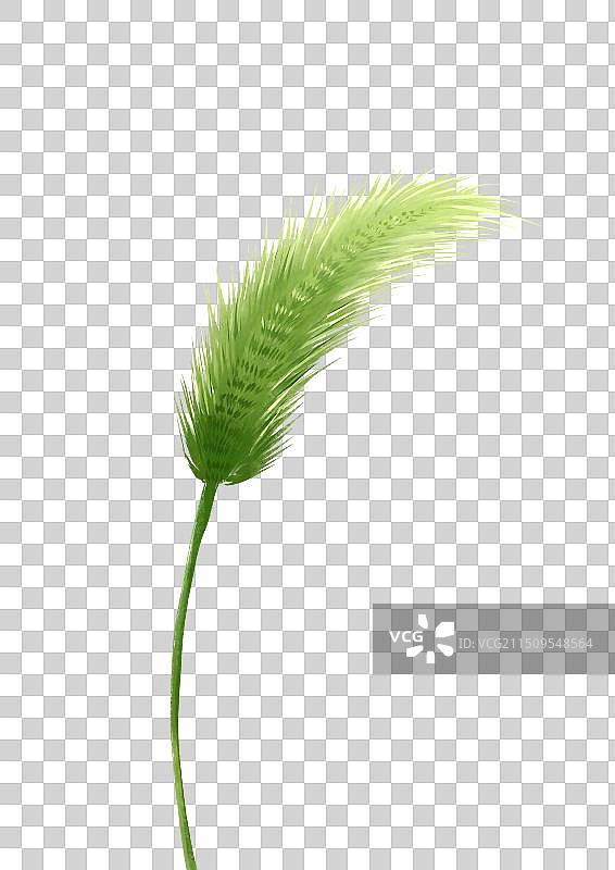 一根狗尾巴草图片素材