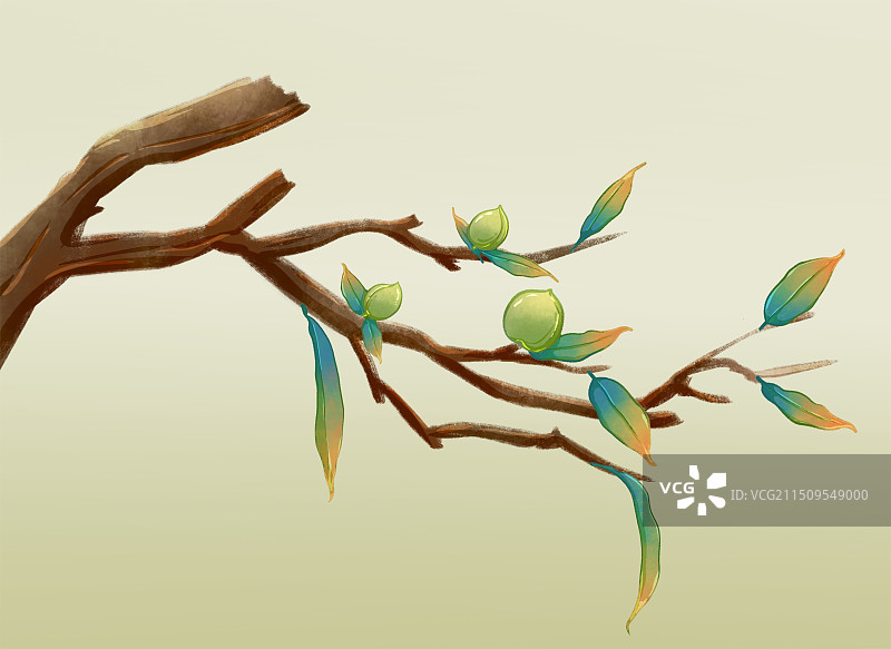 树枝树叶图片素材