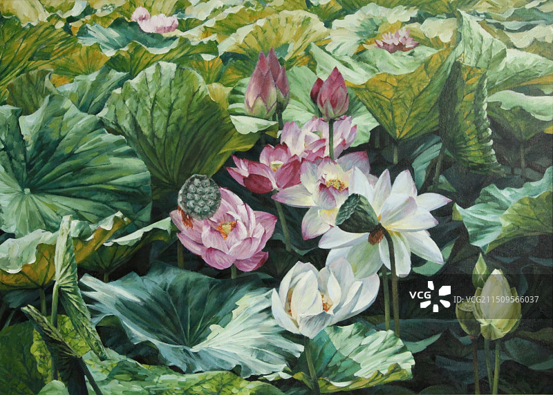 夏日荷塘图片素材