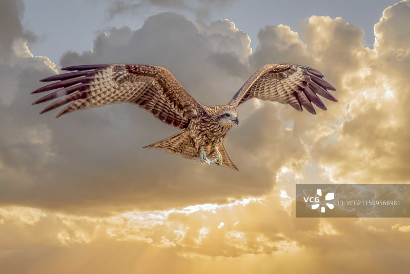 天外来客图片素材