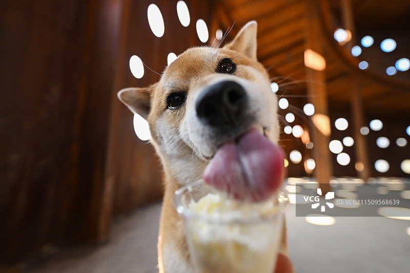开心的日本柴犬图片素材