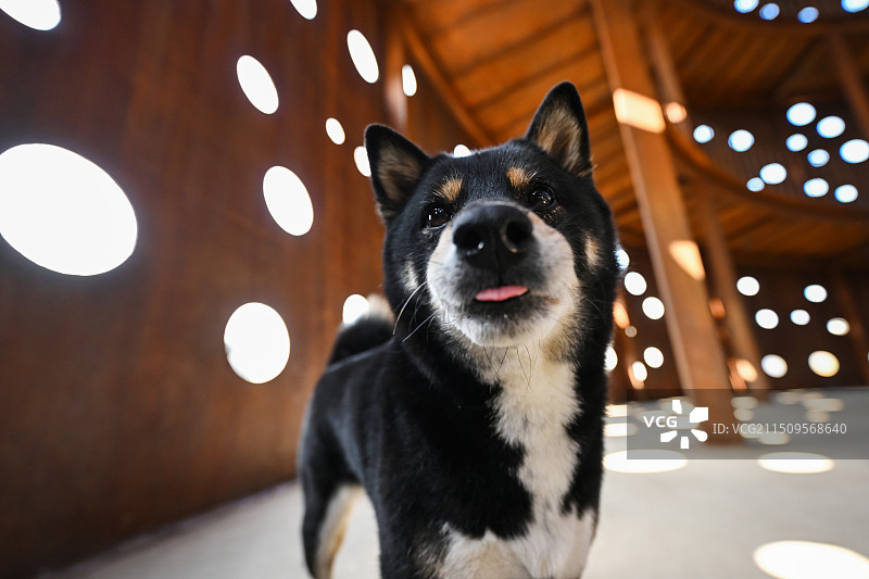 开心的日本柴犬图片素材