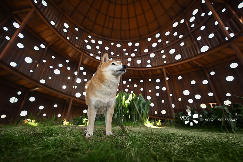 开心的日本柴犬图片素材