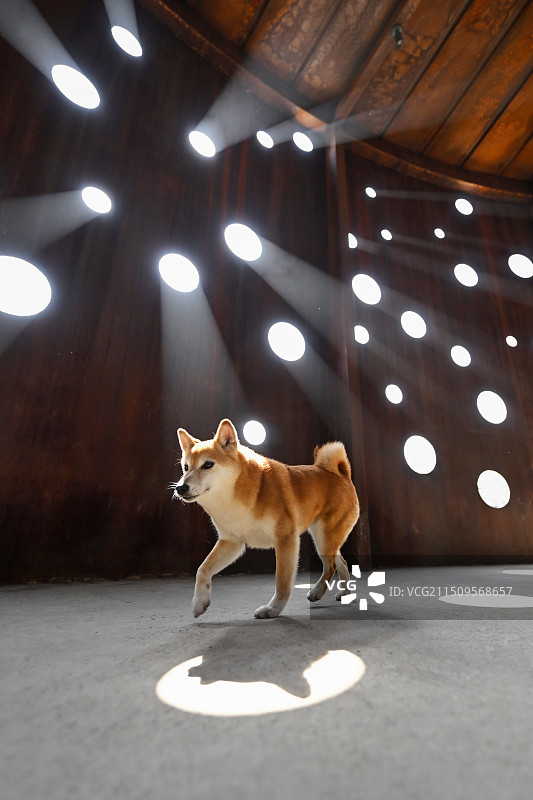 开心的日本柴犬图片素材