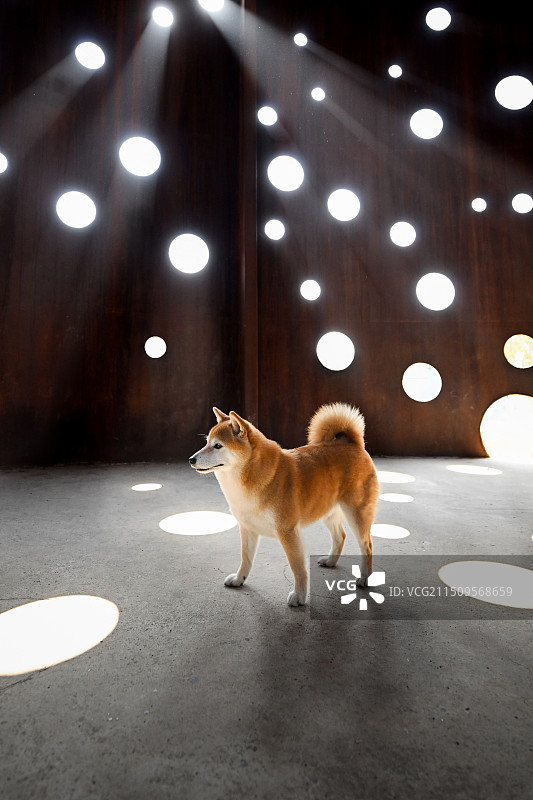 开心的日本柴犬图片素材