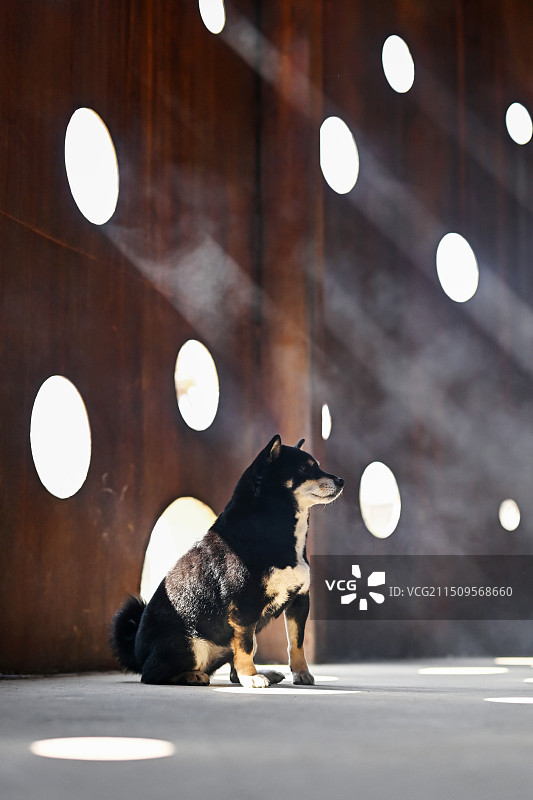 开心的日本柴犬图片素材