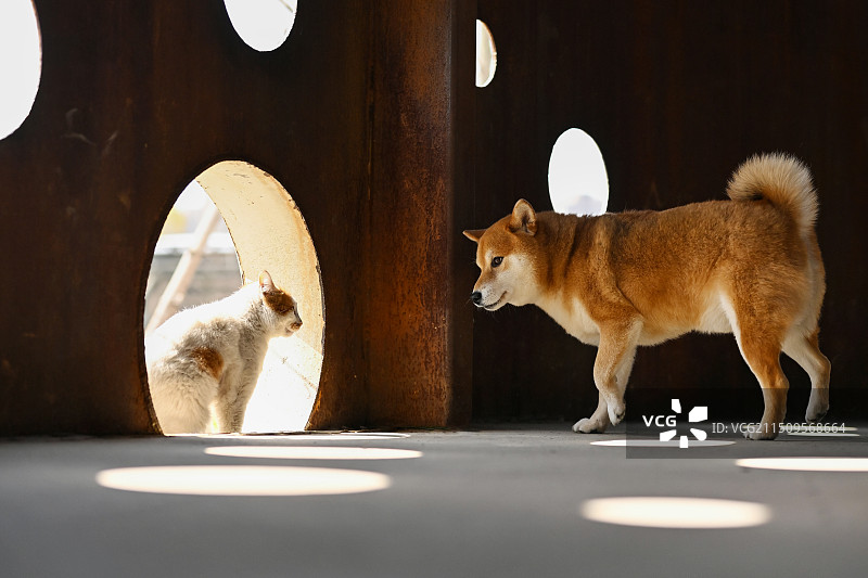 开心的日本柴犬图片素材