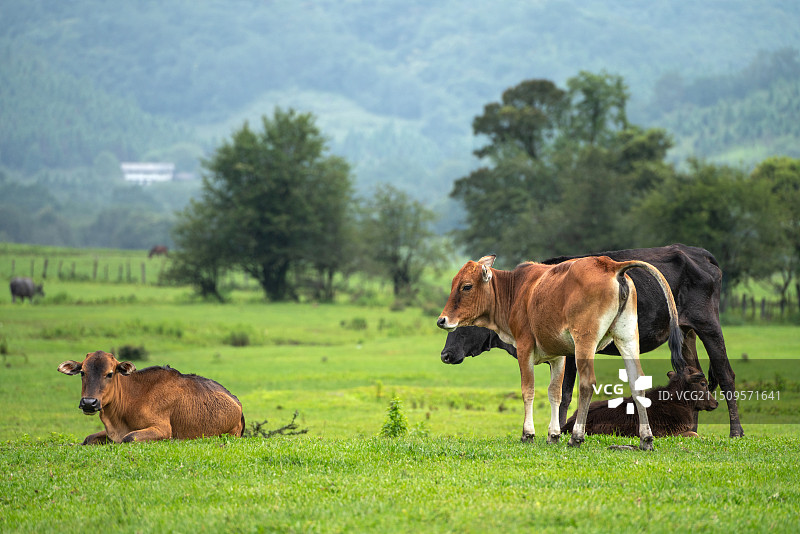 盈江 黄草坝 牛群图片素材
